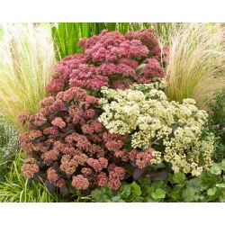 Stonecrop - farge- og variasjonsblanding - frøplante - XL-pakke! - 50 stk