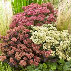 Stonecrop - farge- og variasjonsblanding - frøplante - XL-pakke! - 50 stk
