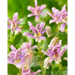 Ľalia ropucha - Tricyrtis hirta - 1 ks