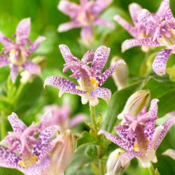 Ľalia ropucha - Tricyrtis hirta - 1 ks