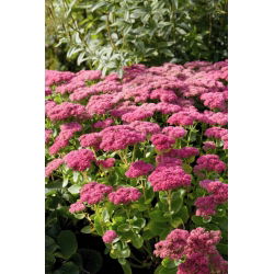 Mini Joy stonecrop - Sedum - seemik - suur pakend! - 10 tk