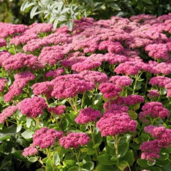 Mini Joy stonecrop - Sedum - seemik - suur pakend! - 10 tk