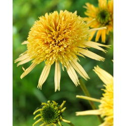 Maslac krema - istočnoljubičasti češnjak s dvostrukim cvjetovima - 1 kom; jež šišarka, Echinacea
