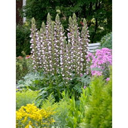 Bear's breeches - Acanthus mollis - large package! - 10 pcs; sea dock, bear's foot plant, sea holly, gator plant, oyster plant