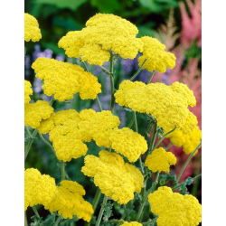 Achillea comune Moonshine - fiori gialli