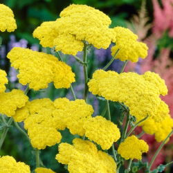 Achillea comune Moonshine - fiori gialli