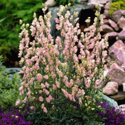 Aconit napel - Aconitum napellus Rubellum - semis