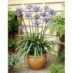 Dr Brouwer Agapanthus; Africká lilie, lilie nilská