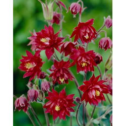 Ruby Port akleja, röda dubbla blommor - stort paket! - 10 st; mormors huva