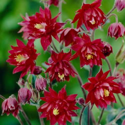 Ruby Port akleja, röda dubbla blommor - stort paket! - 10 st; mormors huva