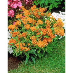 Tuberosa loosestrife - frøplanter - stor pakke! - 10 stk