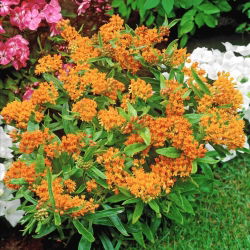 Tuberosa loosestrife - sadenica
