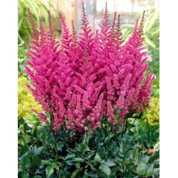 Maggie Daley false goat's beard - pink flowers - large package! - 10 pcs