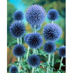 Taplow Blue žláznatý modrý bodlák - nebesky modré květy