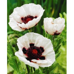 Perry's White Oriental aguona - didelė pakuotė! - 10 vnt.