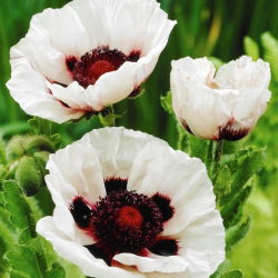 Perry's White Oriental poppy - 1 vnt.