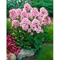 Bright Eyes fall phlox - 1 stk.