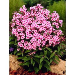 Miss Pepper fall phlox - 1 stk.