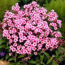 Miss Pepper fall phlox - 1 stk.