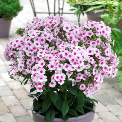 Swizzle fall phlox - groot pakket! - 10 stuks - 