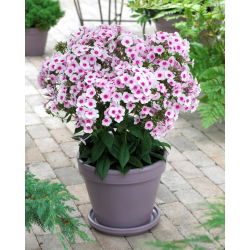 Swizzle fall phlox - groot pakket! - 10 stuks - 