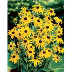 Goldsturm pomarančový kvet (Rudbeckia fulgida) - 1 ks