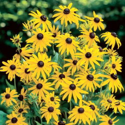 Goldsturm pomarančový kvet (Rudbeckia fulgida) - 1 ks
