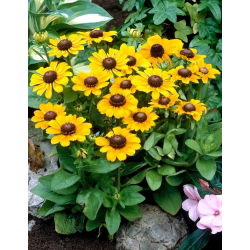 Toto svartögda Susan (Rudbeckia hirta) - 1 st