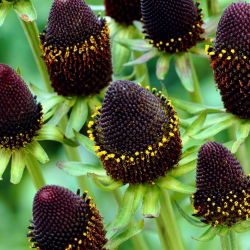 Зелена вълшебница западна иглолистна (Rudbeckia occidentalis) - 1 бр.