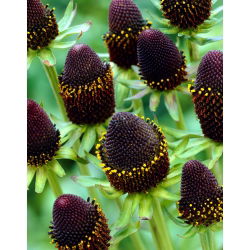 Зелена вълшебница западна иглолистна (Rudbeckia occidentalis) - 1 бр.