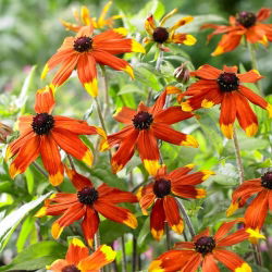 Susan aux yeux bruns Prairie Glow (Rudbeckia triloba) - 1 pc; echinacee a feuilles fines, echinacee a trois feuilles