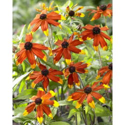 Susan aux yeux bruns Prairie Glow (Rudbeckia triloba) - 1 pc; echinacee a feuilles fines, echinacee a trois feuilles