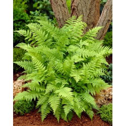 Felci da giardino - Athyrium filix-femina - felce signora - confezione grande! - 10 pezzi
