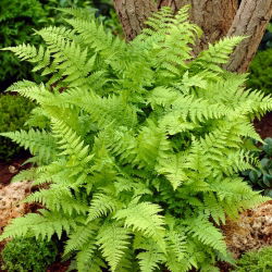 Felci da giardino - Athyrium filix-femina - felce signora - confezione grande! - 10 pezzi