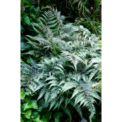 Felci da giardino - Athyrium niponicum - Felce dipinta giapponese - confezione grande! - 10 pezzi