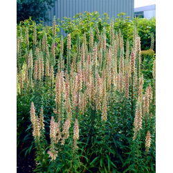 Rusty foxglove - creamy-white flowers - large package! - 10 pcs