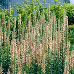 Rusty foxglove - creamy-white flowers - large package! - 10 pcs