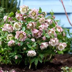 Double Ellen Pink Lenten trandafir - pachet mare! - 10 buc.