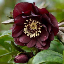 Double Ellen Purple Lenten trandafir