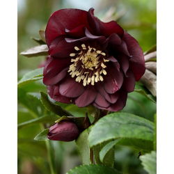 Double Ellen Purple Lenten trandafir - pachet mare! - 10 buc.