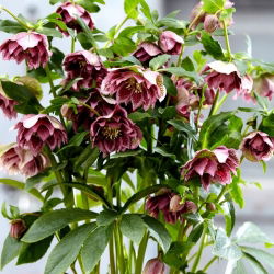 Double Ellen Pink Spotted Lenten trandafir