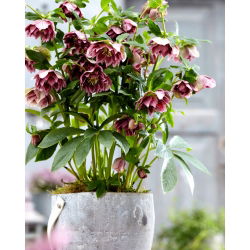 Double Ellen Pink Spotted Lenten trandafir