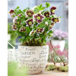 Pretty Ellen Spotted Lenten rose - large package! - 10 pcs
