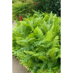 Felci da giardino - Matteuccia struthiopteris - felce di struzzo - 1 pz