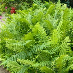 Gartenfarne - Matteuccia struthiopteris - Straußenfarn - Großpackung! - 10 Stk - 