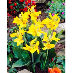 Caballero canna lily - pacote grande! - 10 pcs.