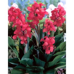Crimson Beauty Canna Lily - Großpackung! - 10 Stk - 