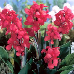 Crimson Beauty Canna Lily - Großpackung! - 10 Stk - 