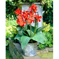Rote Canna-Lilie - Großpackung! - 10 Stk - 