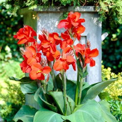 Rote Canna-Lilie - Großpackung! - 10 Stk - 